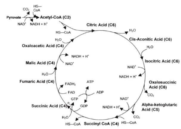 Figure 2 : Le cycle de Krebs (d’après Bechtel, 2005) 