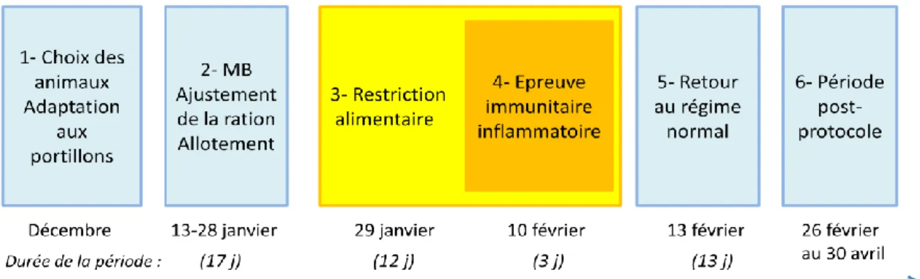 Figure 8 : Protocole expérimental  