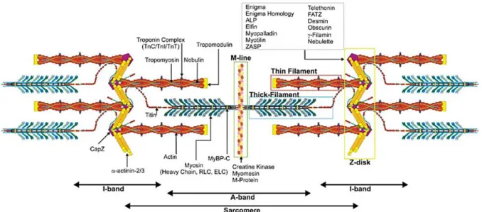 Figure 9 : Protéines constitutives des myofilaments du sarcomère. (d’après Au, 2004).  