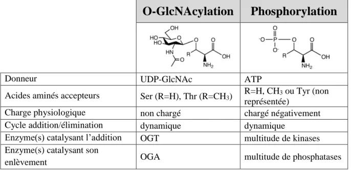 Tableau  I :  Points  communs  et  différences  entre  la  O-GlcNAcylation  et  la  phosphorylation