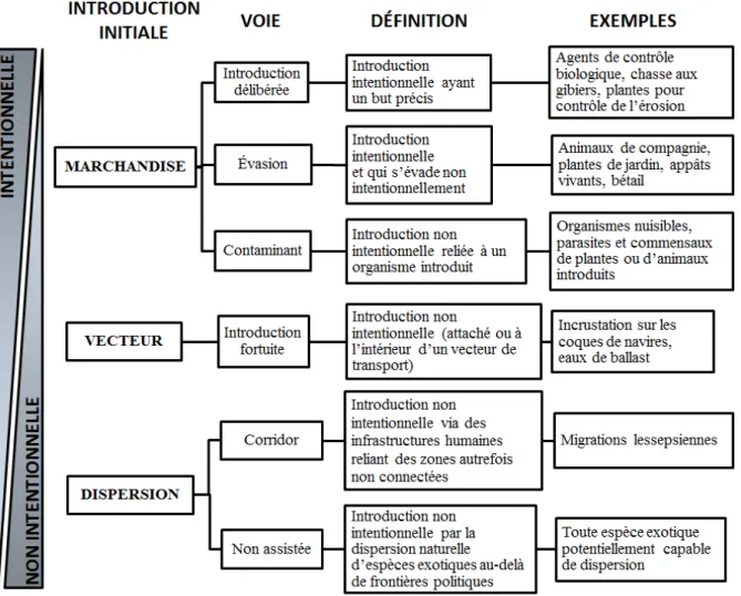 Figure 1.2   Les trois différents mécanismes ainsi que les six voies d’introductions des EEE  classées selon un gradient d’intention humaine (tirée de : Hulme et autres, 2008, p