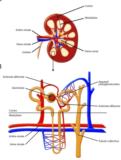 Figure 5 : Anatomie du rein 