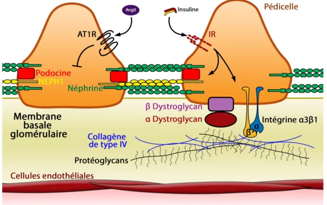 Figure 7 : Attachement cellulaire des podocytes 