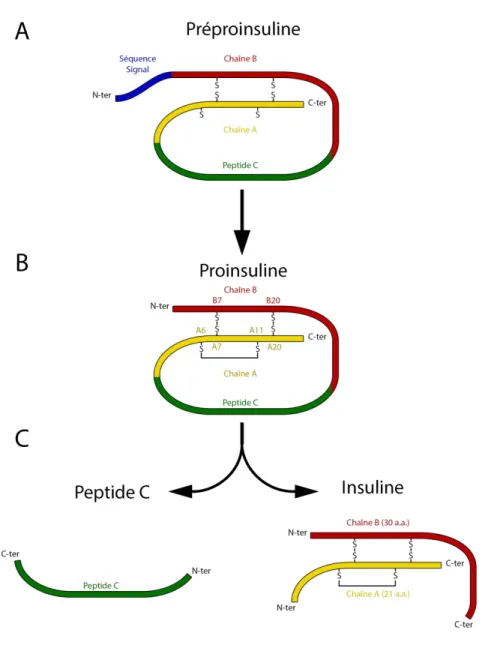 Figure 8 : Maturation de l’insuline 