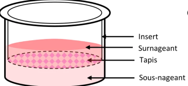 Figure 8 : Schéma d’une culture cellulaire sur insert  en interface air/ liquide 
