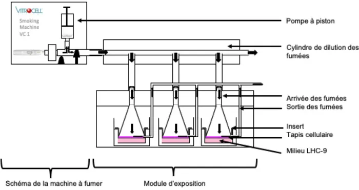 Figure 10 : Protocole d'exposition des différents dispositifs et tests de toxicité réalisés