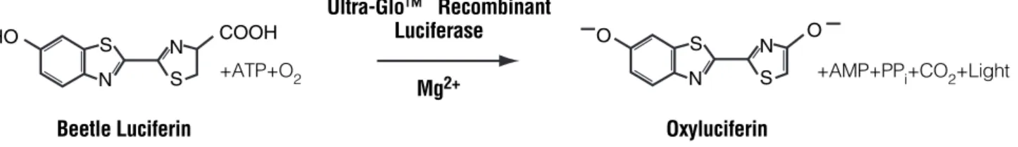 Figure 3. The luciferase reaction. Mono-oxygenation of luciferin is catalyzed by luciferase in the presence of Mg 2+ ,  ATP and molecular oxygen.