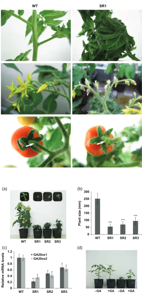 Figure 4. Dwarf phenotype of 35S:ERF.B3- 35S:ERF.B3-SRDX plants.