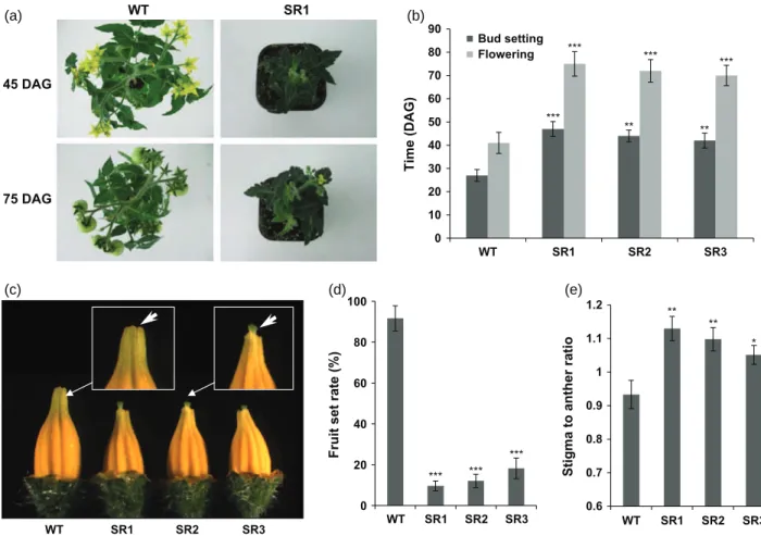 Figure 5. Delayed reproductive development and reduced fruit set in 35S:ERF.B3-SRDX plants.