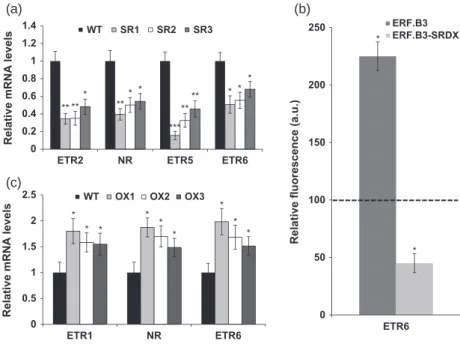 Figure 7. Expression of ethylene receptor genes in 35:ERF.B3-SRDX and ERF.B3  over-expression lines.