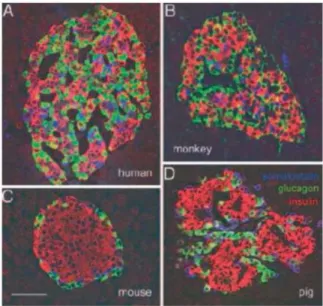 Figure 1 : Immunomarquage de cellules d’îlot de Langerhans chez l’Humain, le singe, la souris et le porc (3)
