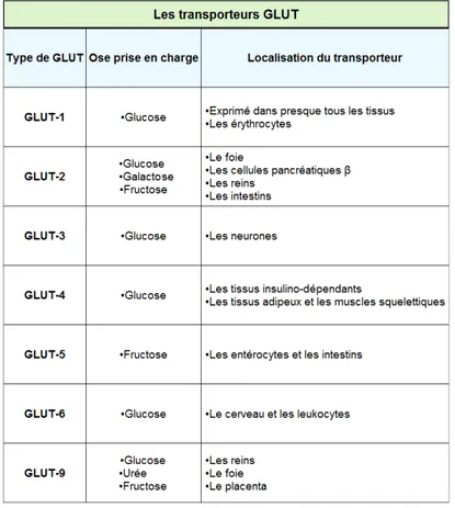 Figure 3 : Différents types de transporteurs GLUT et leur localisation