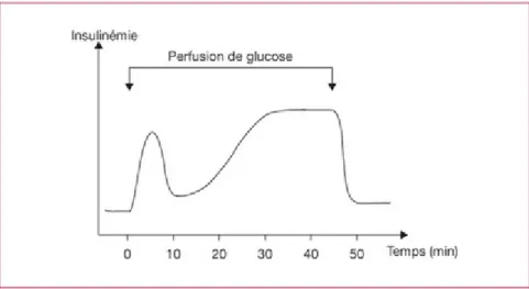 Figure 6 : Libération de l’insuline dans le temps suite à des perfusion répétées de glucose (3)