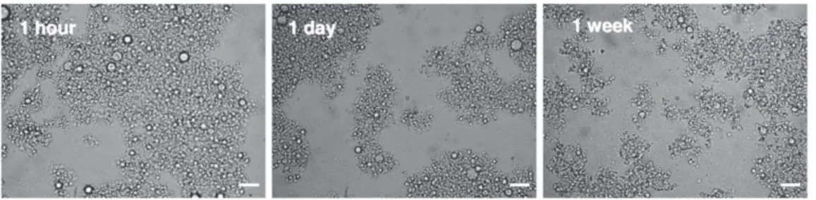 Fig. 4. Droplet size distributions in SP0 emulsion 1 h, 1 day and 1 week after high-pressure homogenization.