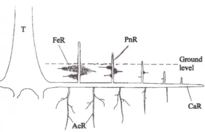 Figure 1.2   Représentation  du  système  racinaire  d’Avicennia  marina  par  rapport  au  niveau du sol, où T illustre le tronc du palétuvier, CaR la racine principale,  AcR  les  racines  d’ancrage,  FeR  les  racines  d’alimentation  et  PnR  les  pneu