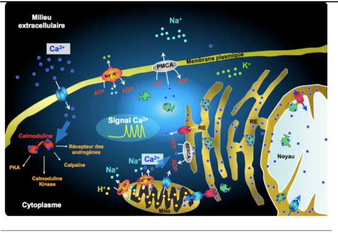 Figure 1 : schéma unifiant les notions d’homéostasie calcique, calciosome et signature calcique