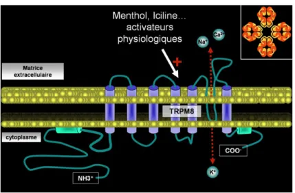 Figure 3 : représentation schématique de la structure secondaire  d’un  TRP  monomérique  (ici  TRPM8) :  6  segments  transmembranaires  (cylindres  bleus),  les  deux  boucles  terminales  sont  cytosoliques  et  la  boucle-P  formant  le  pore  ionique 