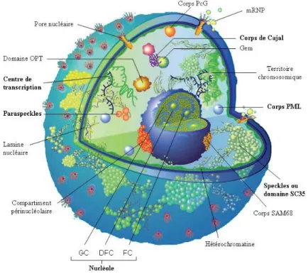 Figure 9 : représentation schématique de la structure du noyau  des cellules eucaryotes (adapté de [35]).