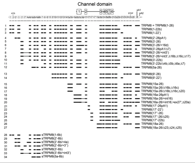 Figure  17 :  schéma  représentant  les  structures  exoniques  des  ARNm  TRPM8  alignées  en  phase  avec  les  domaines protéiques : segments transmembranaires (1 à 6), pore (p-loop)