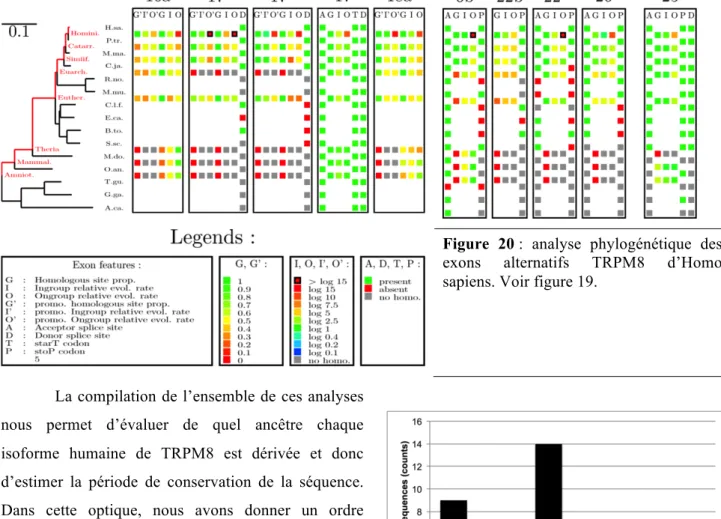 Figure  20 :  analyse  phylogénétique  des  exons  alternatifs  TRPM8  d’Homo  sapiens