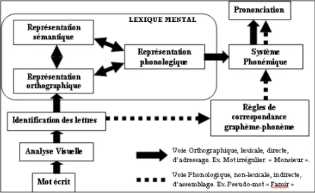 Figure 1: Modèle à double voie (Coltheart, 1978)