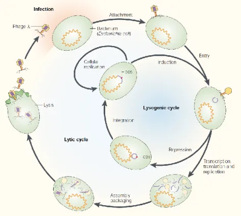 Figure 1 Le cycle lytique et lysogénique du coliphage λ. L’adsorption du phage est  suivie rapidement par l’injection du génome viral dans la cellule bactérienne