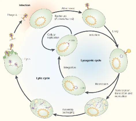Figure 1 Le cycle lytique et lysogénique du coliphage λ. L’adsorption du phage est  suivie rapidement par l’injection du génome viral dans la cellule bactérienne