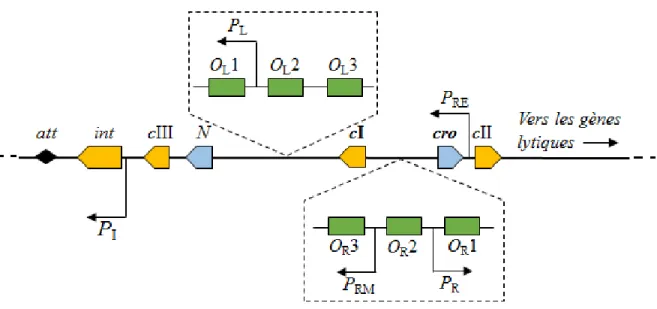 Figure 2 La représentation schématique des régions du génome du coliphage λ impliquées  dans la prise de décision entre le cycle lytique et le cycle lysogénique