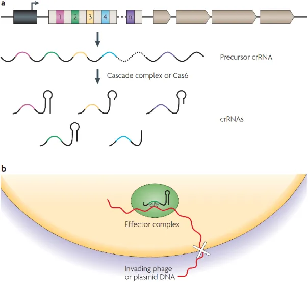 Figure  4.  Représentation  schématique  d’un  système  d’intérférence  de  type  CRISPRs- CRISPRs-Cas
