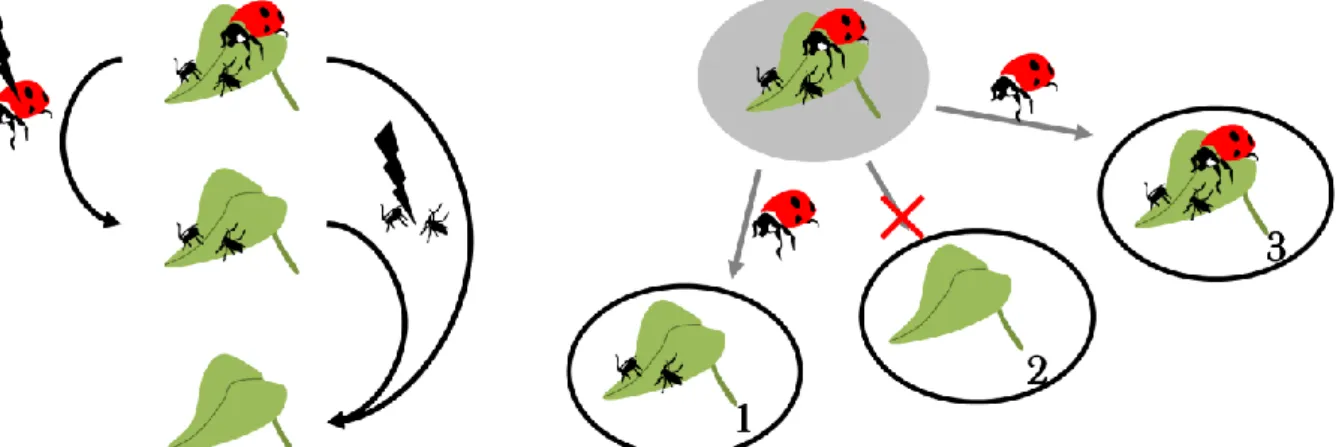Fig. 13 – Schematic representation of the food chain metacommunity model from (P12) illustrated with a three- three-level  food  chain  (plant,  aphid,  ladybird)
