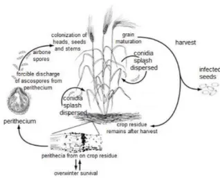 Figure  4:  The  life  cycle  of  Fusarium  graminearum  [teleomorph: 