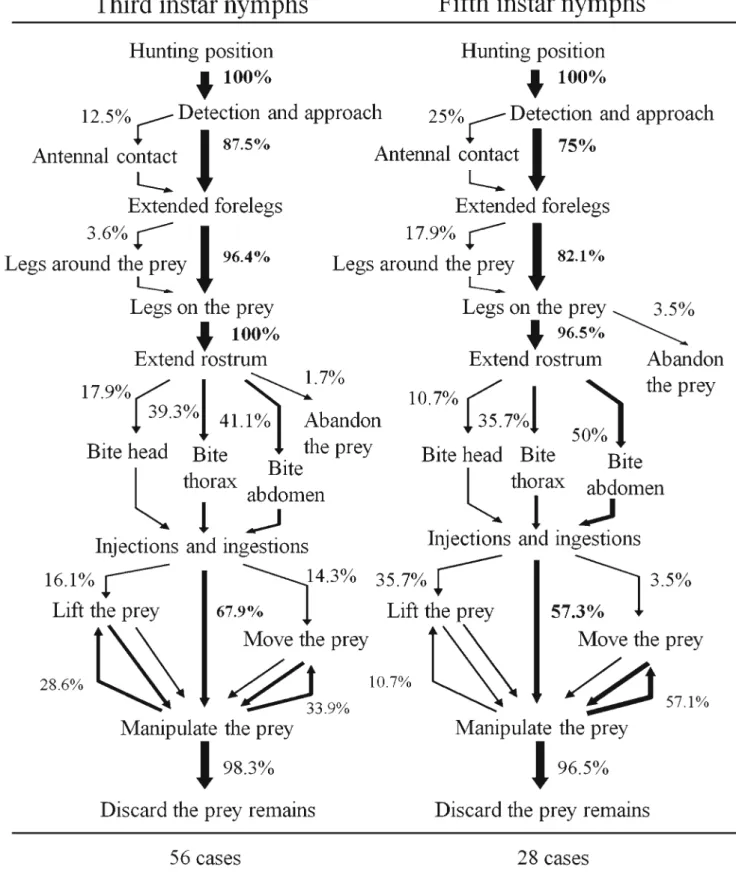 Fig. 1 Flow diagrams representing the sequences of the hunting behavior of Z. annulosus nymphs of two size classes during the capture of termite workers