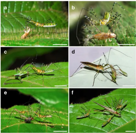 Fig. 3 Prey sharing according to its size and the degree of hunger of second instar Z