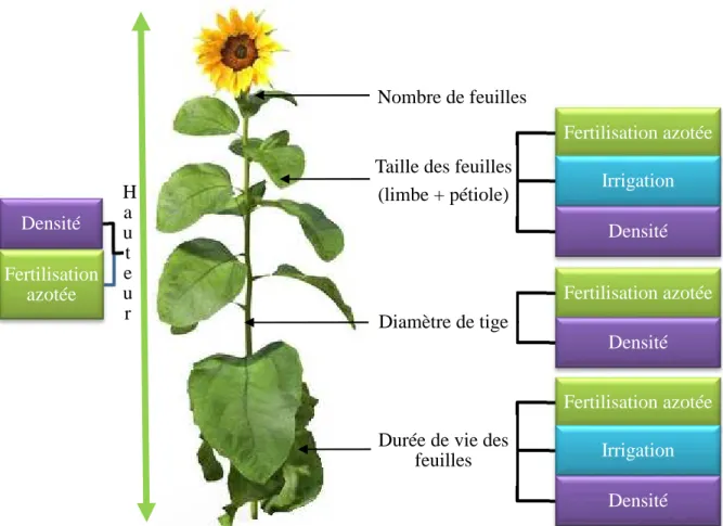 Figure II. 2. Effets des pratiques agricoles (hors choix variétal) sur les principales caractéristiques de  la plante 