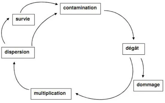 Figure  II.  4.  Cycle  simplifié  du  développement  d'un  bioagresseur,  sur  une  plante  ou  au  sein  d'une  culture, ou à l'échelle d'un paysage (Lucas, 2007) 