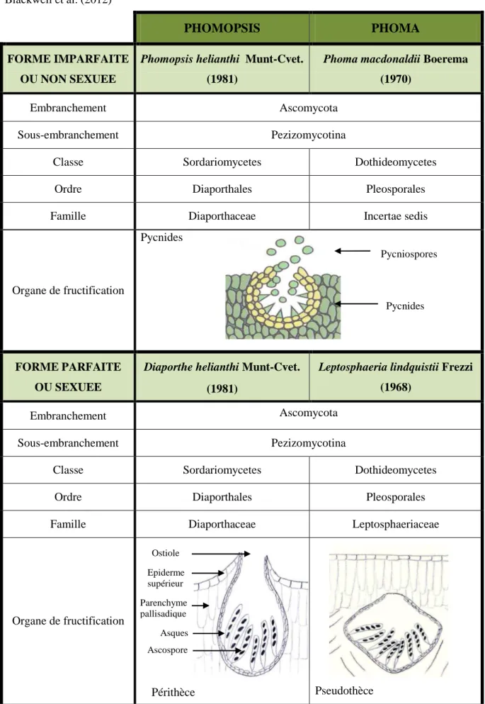 Tableau II. 2. Classification systémique de Phoma macdonaldii et de Phomopsis helianthi d’après  Blackwell et al