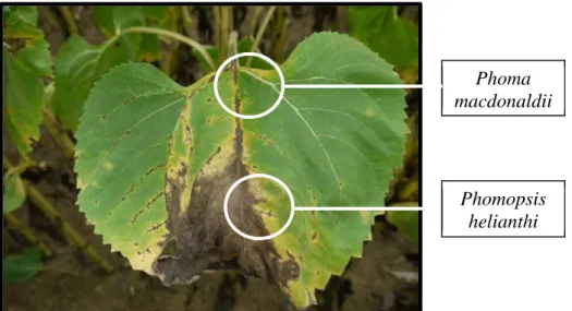 Figure II. 6. Interaction possible entre Phoma macdonaldii et Phomopsis helianthi 