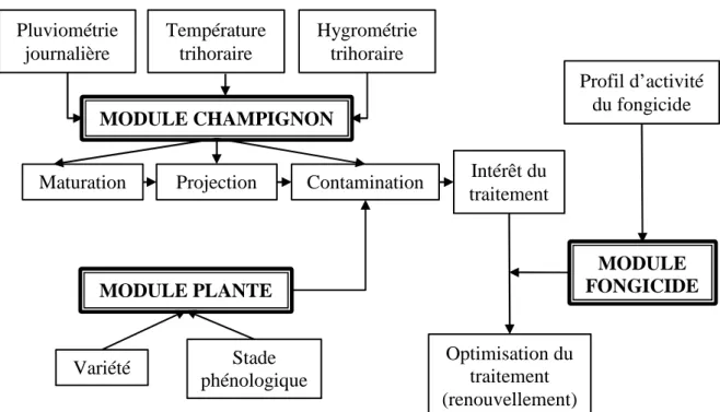 Figure II. 8. Schéma du modèle Asphodel Pluviométrie journalière Température trihoraire  Hygrométrie trihoraire MODULE CHAMPIGNON 