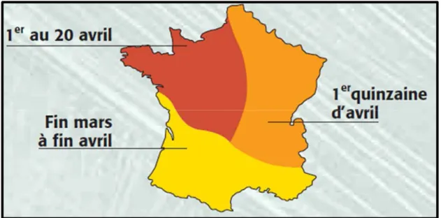 Figure II. 9. Répartition des dates de semis par grandes régions françaises (source : CETIOM) 