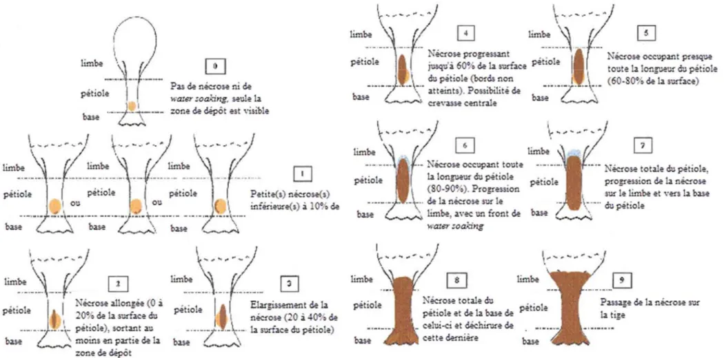 Figure III. 7. Echelle de notation de la progression du Phoma sur le pétiole d’après Roustaee (2003)