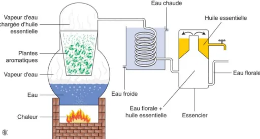 Figure 1:Technique d'extraction par hydrodistillation (1) 