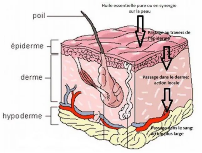 Figure 5: Schéma de la barrière cutanée 