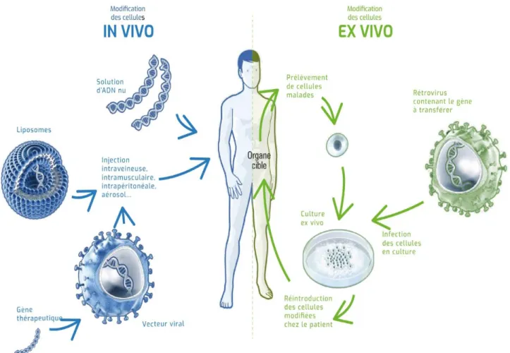 Figure 6 : Les deux voies de la thérapie génique 