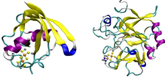 Figure 1 : Exemples de protéines à centres [2Fe-2S].