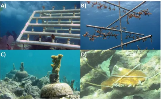 Figure 1.5 Types de pouponnières et méthodes de fixation des fragments coralliens    