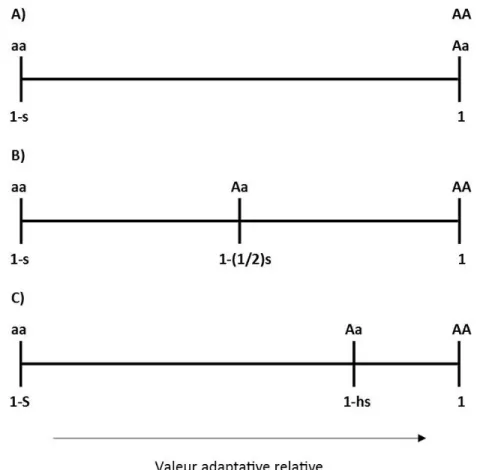 Figure 2.3 Relations entre valeur adaptative et coefficient de sélection 