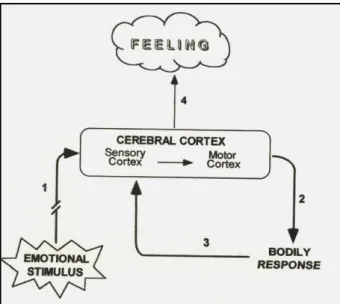Figure  15.  La  théorie  des  émotions  proposée par William James. Un stimulus  externe est perçu par les aires sensorielles  du  cortex  cérébral,  puis  le  cortex  moteur  contrôle  les  réponses  à  ce  stimulus  externe