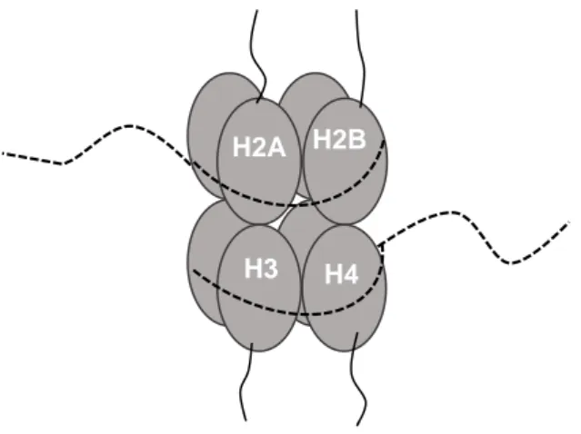 Figure 2.1 – Représentation schématique d’un nucléosome entouré de la fibre d’ADN.