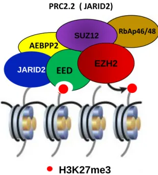 Figure 2.6 – Composition du complexe PRC2.2 des mammifères.