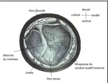 Figure 4 : schéma de vue otoscopique de la membrane tympanique gauche, d’après Goothelf [12]